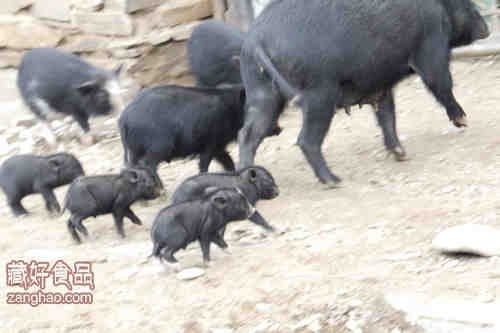 西藏林芝藏香猪猪肉批发