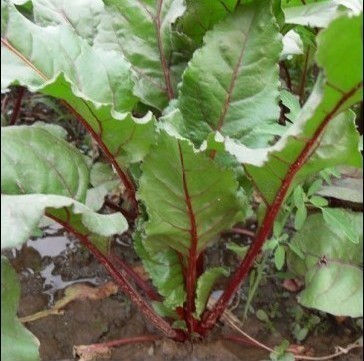 红梗甜菜种子图1