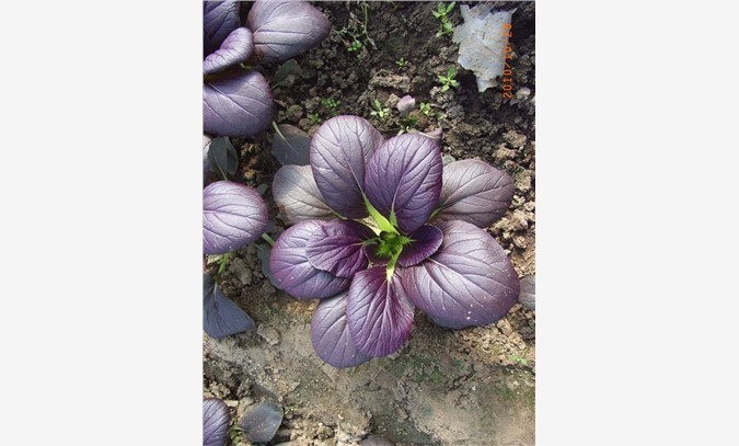 紫色油菜种子