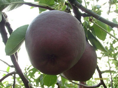 意大利黑梨种苗
