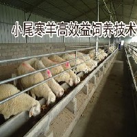 小尾寒羊养殖视频图1