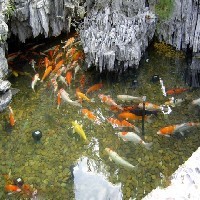 庭院魚池水處理、過濾