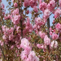 山东平度红叶樱花小苗基地价格