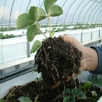 福建烟草育苗土