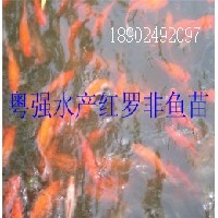 紅羅非魚(yú)苗