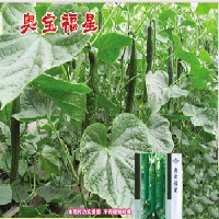 優(yōu)質耐寒黃瓜種子—奧寶福星