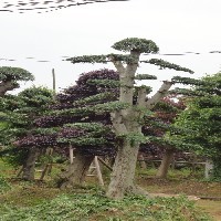 榆树 榆树盆景 湖南榆树销售