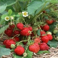 特销：泰安脱毒草莓种苗/价格/基地/种类