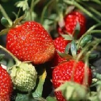 伟业推荐【泰安草莓苗价格】，品种纯正