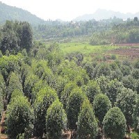 湖南桂花树 精品桂花树枫凌苗圃图1