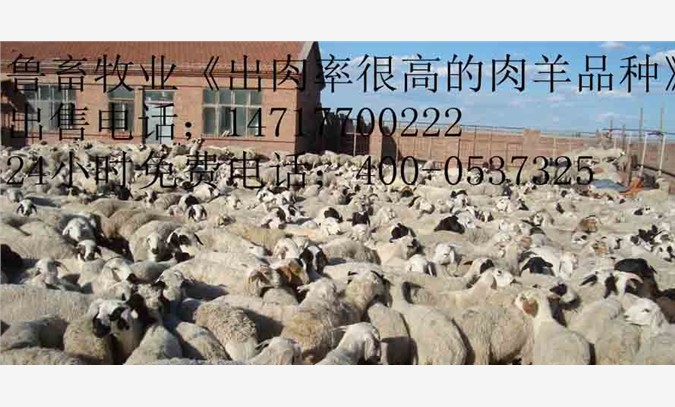 河南肉羊养殖场