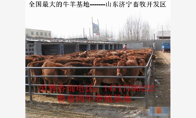 新疆肉牛养殖场