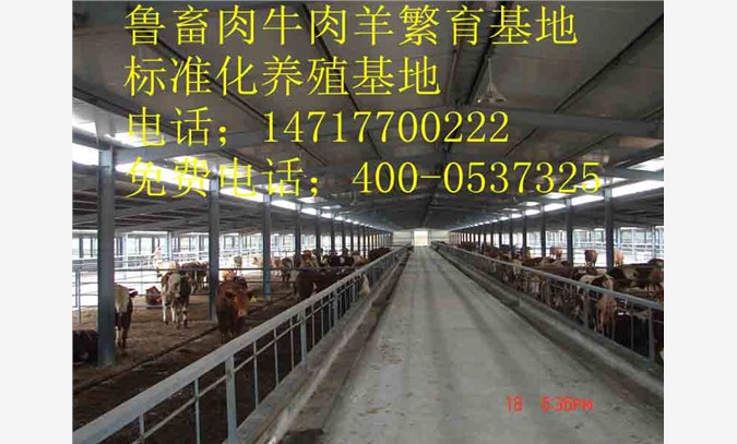 贵州肉牛养殖场图1