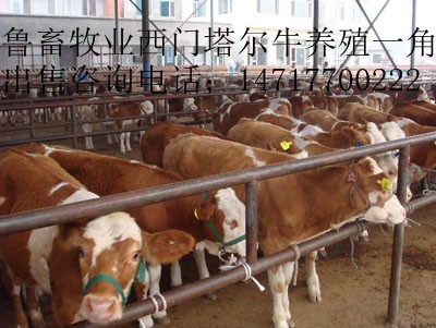 黑龙江肉牛养殖场