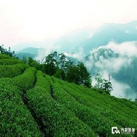 台湾高山茶系列