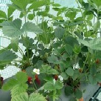 【专业培育】泰安红颜草莓苗基地大量批发