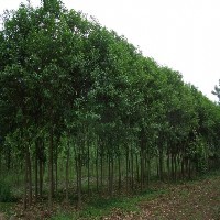 绿化苗木
