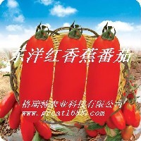 济南樱桃西红柿种子种类大全