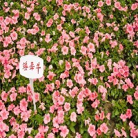 山东草花图1