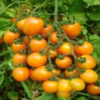 济南首家引进高抗高产的抗TY病毒番茄种子
