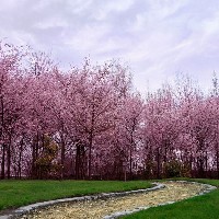 樱花苗圃图1