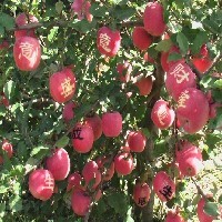 【新品】矮化苹果苗 烟台红富士苹果苗图1