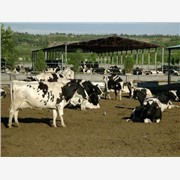 黑白花高产奶牛多少钱一头 奶公牛