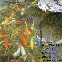 扬州景观鱼池水处理图1