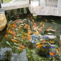 扬州景观鱼池水过滤