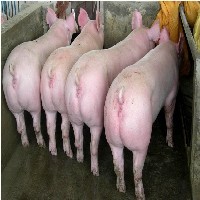 青州二元母猪供应