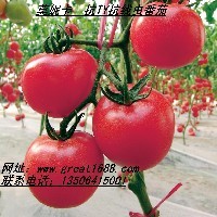 樱桃番茄种子