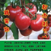 粉果番茄种苗-粉杰利F1图1