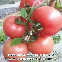 番茄种苗图1