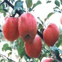 新品种山东烟台红富士苹果苗【苹果嫁接苗】
