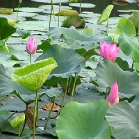 潍坊水生植物——荷花图1