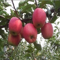 苹果树苗图1