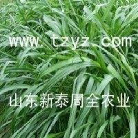 牧草種子哪家質(zhì)量最好