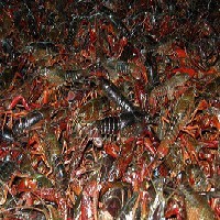 山东龙虾养殖前景
