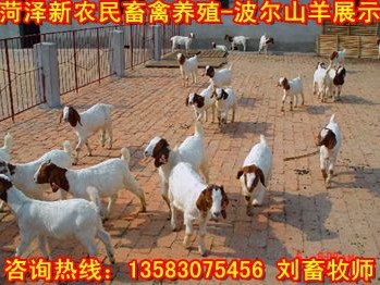 北京哪里有杜泊羊养殖场/价格便宜