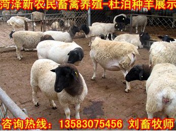 上海哪里有小尾寒养殖场/价格便宜