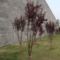 紫叶李