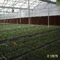 福建铁皮石斛种植温室