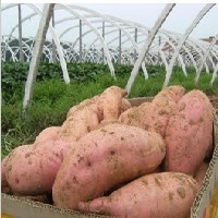 泰安红薯价格—新泰建鑫农业专供