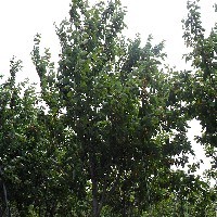 烟台樱桃树苗供应 樱桃种植知识咨询
