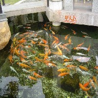 武汉景观鱼池水处理图1