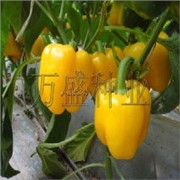 方果型甜椒种子——奥宝皇冠