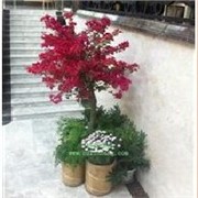 成都辦公室植物租賃|【林邦園林】花兒需要庇護