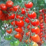 荷兰-番茄种子图1