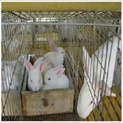 【制作】子母兔笼厂家批发，全网最低价格图1
