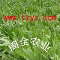 中国牧草网 牧草品种图1
